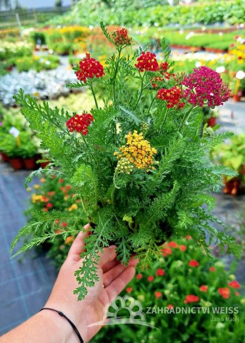 ACHILLEA MILLEFOLIUM MILLY ROCK ® MIXMASTERS  DANCE