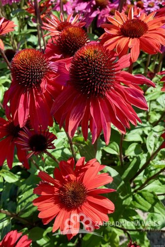 ECHINACEA HYB. HOT SUMMER IMP.