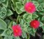 APTENIA CORDIFOLIA - KOSMATEC - MEZOO
