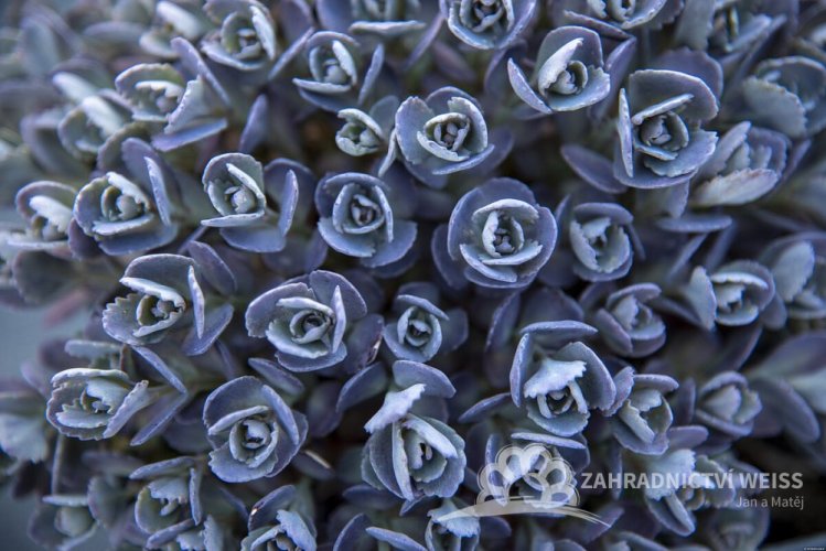 SEDUM CAUTICOLA RED CANYON