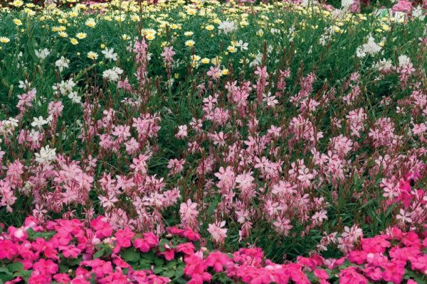 GAURA LINDHEIMERI – GEYSER PINK