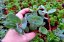 SEDUM HYB. VERA JAMESON