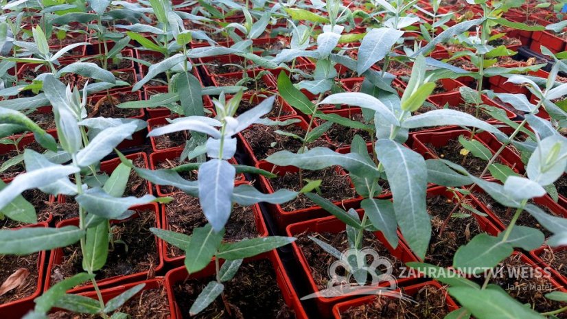 EUKALYPTUS - EUCALYPTUS GLOBULUS