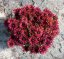 RUDBECKIA x HYBRIDA FLAMENCO TRUE RED ®