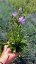 ZVONEK BROSKVOLISTÝ - CAMPANULA PESICIFOLIA TAKION BLUE