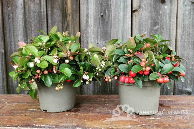 LIBAVKA - GAULTHERIA PROCUMBENS