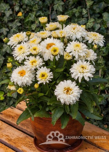 KOPRETINA – LEUCANTHEMUM x SUPERBUM MACAROON
