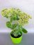 SEDUM SPECTABILE - ROZCHODNÍK NÁDHERNÝ