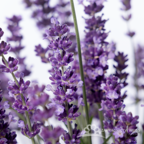 LEVANDULE - LAVANDULA ANGUSTIFOLIA  AROMATICO EVOLUTION