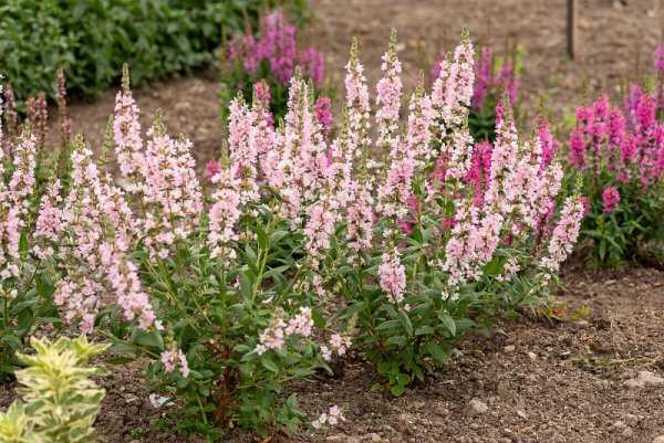KYPREJ - LYTHRUM BLUSH