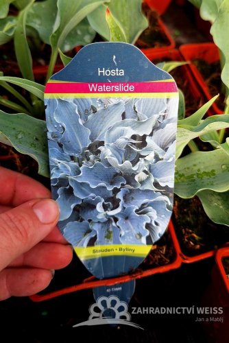 HOSTA MEDIUM WATERSLIDE