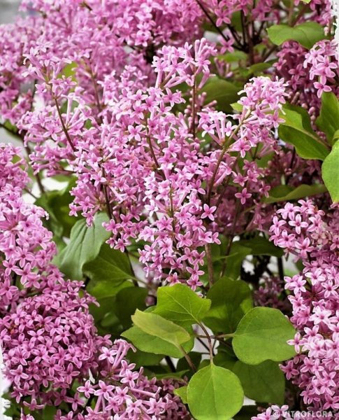 ŠEŘÍK MEYERŮV - SYRINGA MEYERI FLOWERFESTA PINK