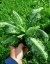PLICNÍK - PULMONARIA HYB. MOONSHINE
