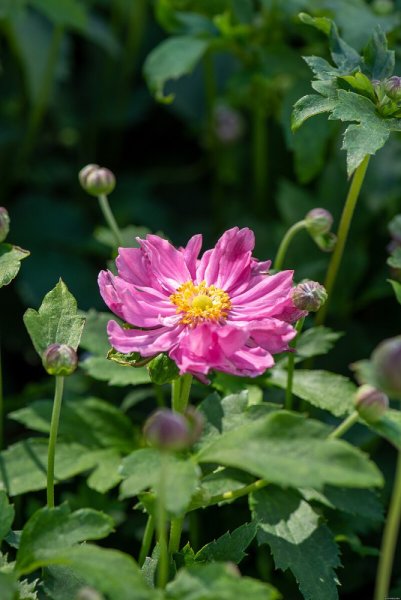 SASANKA - ANEMONE PRETTY LADY EMILY