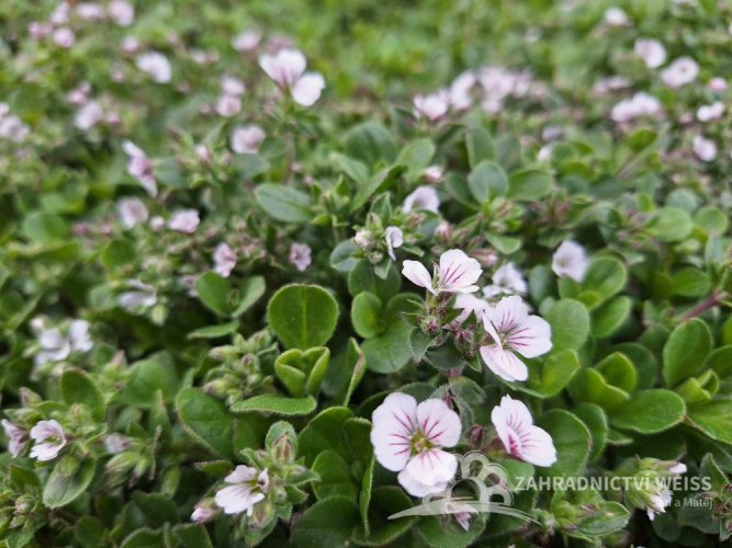GYPSOPHILA CERASTIOIDES WHITE