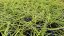 CAREX OSHIMENSIS MAXIGOLD