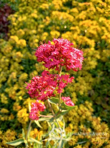 MAVUŇ ČERVENÁ - CENTRANTHUS RUBER COCCINEUS