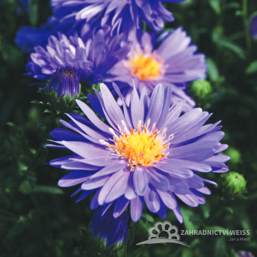 ASTRA PODZIMNÍ - ASTER MAGIC BLUE