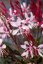 GAURA LINDHEIMERI - GRACEFUL LIGHT PINK