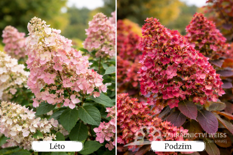 HORTEZIE LATNATÁ - HYDRANGEA PAN. "WIMS RED"