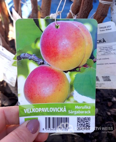 MERUŇKA - VELKOPAVLOVICKÁ