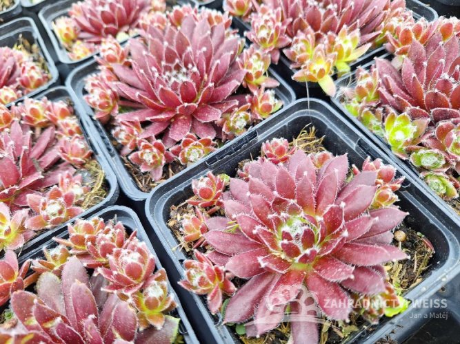 NETŘESK - SEMPERVIVUM HYB. CASSIOPEA