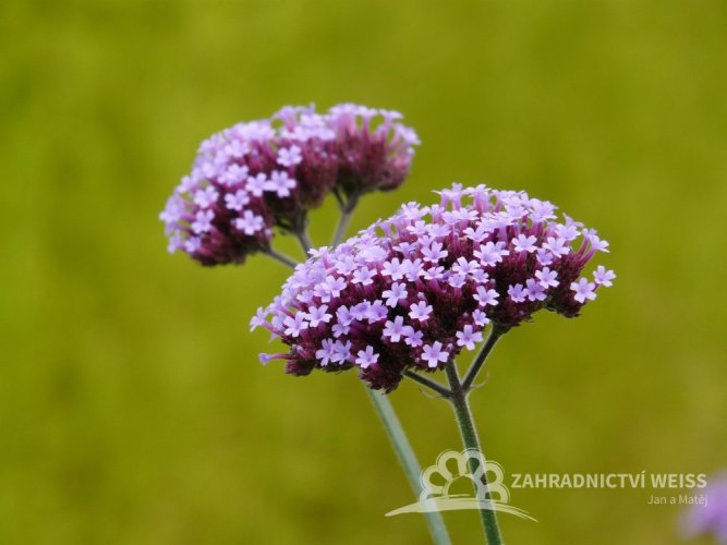 VERBENA BONARIENSIS - SPORÝŠ ARGENTINSKÝ