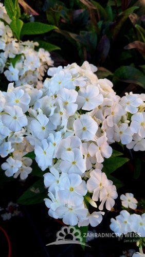 PHLOX PANICULATA FLAME PRO WHITE ®