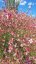 GAURA LIND. ROSY JANE