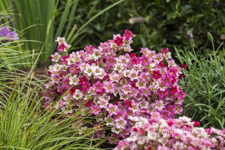 SAXIFRAGA RŮŽOVÁ - ROSEA