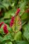 RDESNO – PERSICARIA AMPLEXICAULIS JS CALIENTE