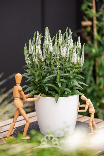 ROZRAZIL - VERONICA LANCITA WHITE