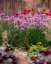 OKRASNÝ ČESNEK - ALLIUM HYBRIDA SERENDIPITY