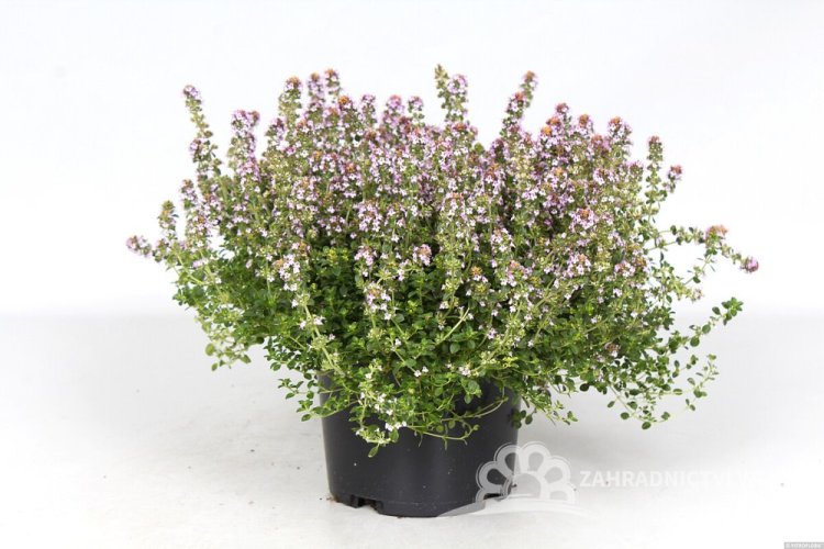 MATEŘÍDOUŠKA CITRONOVÁ - THYMUS x CITRIODORUS DOONE VALLEY