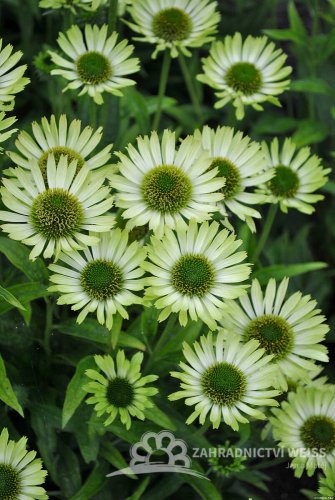 TŘAPATKA - ECHINACEA "GREEN JEWEL"