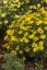 KRÁSNOOČKO - COREOPSIS VERTICILLATA ZAGREB