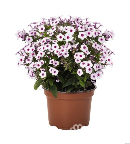 FLOX VZPŘÍMENÝ- PHLOX PANICULATA EARLY ® BLUSH POP