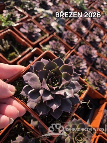 NETŘESK – SEMPERVIVUM BIG SAM PURPLE QUARTZ