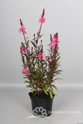 GAURA FLAMINGO PINK