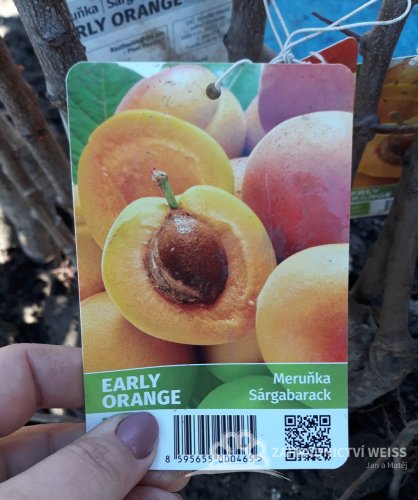 MERUŇKA - EARLY ORANGE