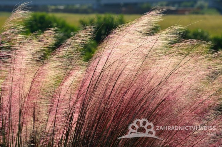 MUHLA MEXICKÁ - MUHLENBERGIA CAPILLARIS