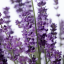 LEVANDULE - LAVANDULA ANGUSTIFOLIA  AROMATICO EVOLUTION