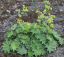 KONTRYHEL MĚKKÝ - ALCHEMILLA MOLLIS AUSLESE