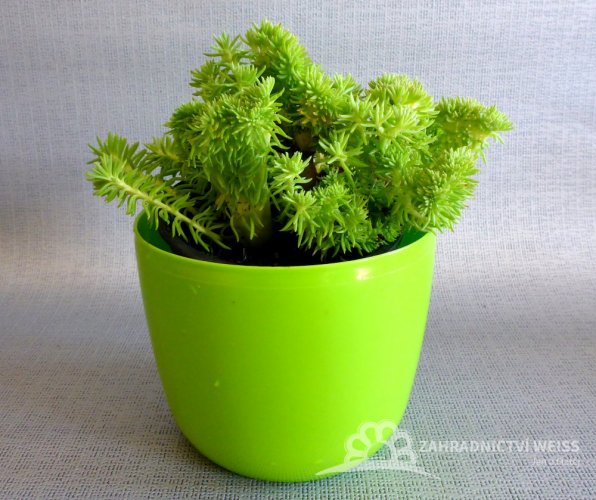 SEDUM REFLEXUM - CRISTATUM - ROZCHODNÍK