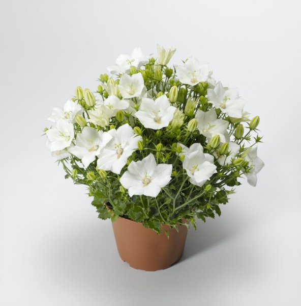 CAMPANULA CARPATICA "PRISTAR WHITE" - ZVONEK KARPATSKÝ