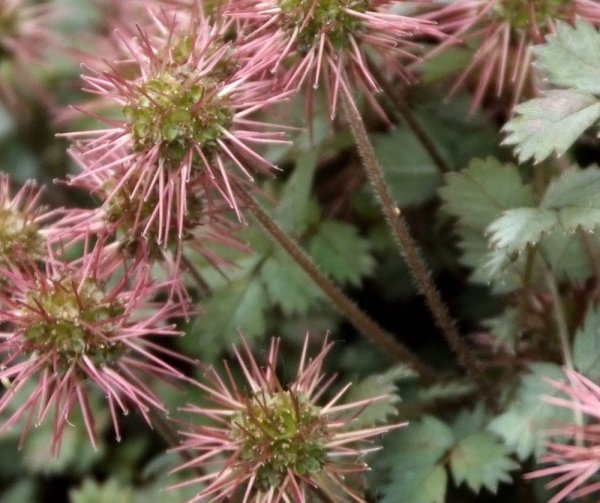 ACÉNA- PLAZILKA - ACAENA MICROPHYLLA KUPFRTEPPICH