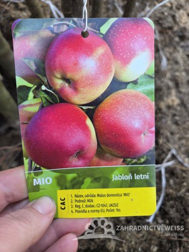 JABLOŇ LETNÍ - MIO