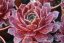 NETŘESK – SEMPERVIVUM BIG SAM RUBY STAR