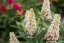 MOTÝLÍ KEŘ - BUDDLEJA BUTTERLY CANDY LITTLE WHITE