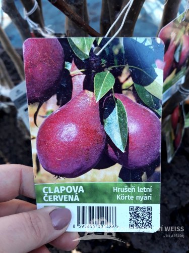 HRUŠEŇ - CLAPPOVA ČERVENÁ - LETNÍ